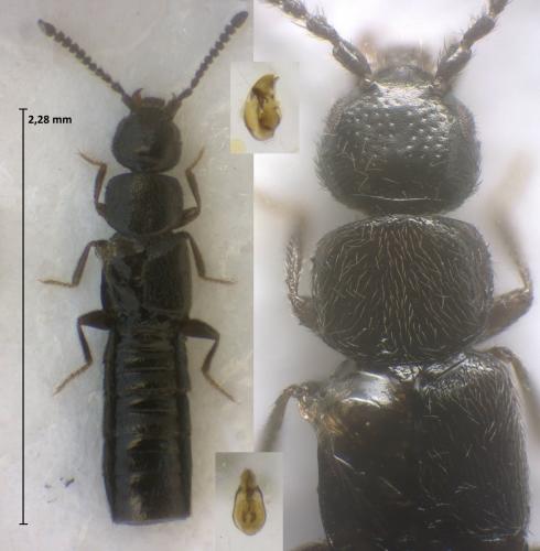 Atheta insignicollis